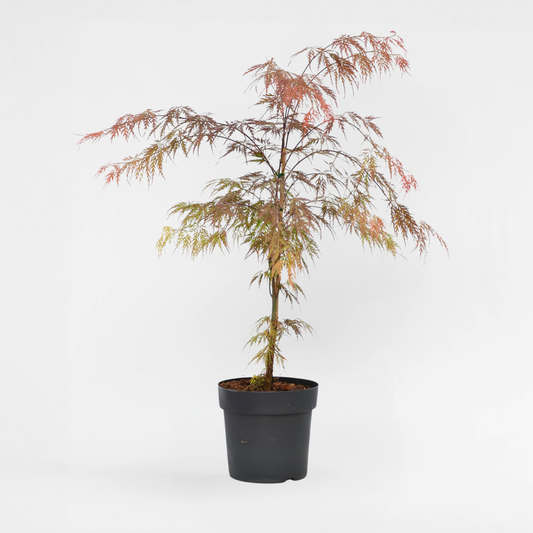 Florastore Japanischer Ahorn - Acer Palmatum 'Atropurpureum' - Höhe 60-70Cm - ⌀19Cm