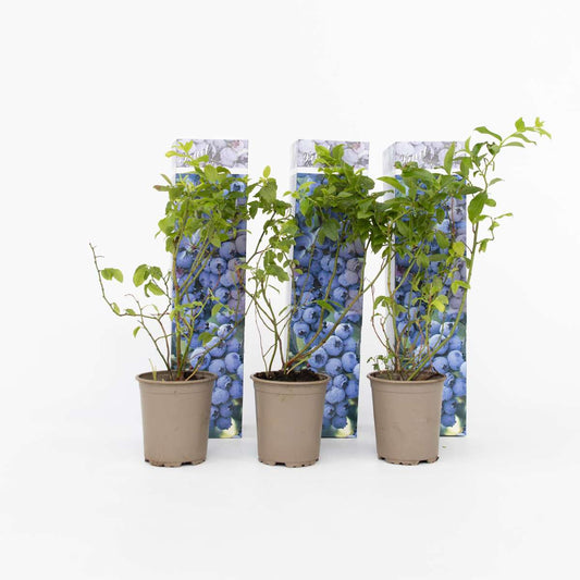 Florastore Blaubeere - 6 Stk - Vaccinium Corymbosum 'Sunshine Blue' - Höhe 25-40Cm - ⌀9Cm