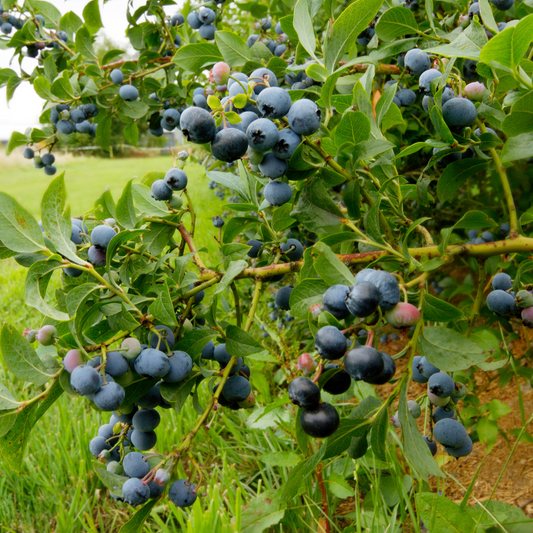 Florastore Blaubeere - 6 Stk - Vaccinium Corymbosum 'Sunshine Blue' - Höhe 25-40Cm - ⌀9Cm