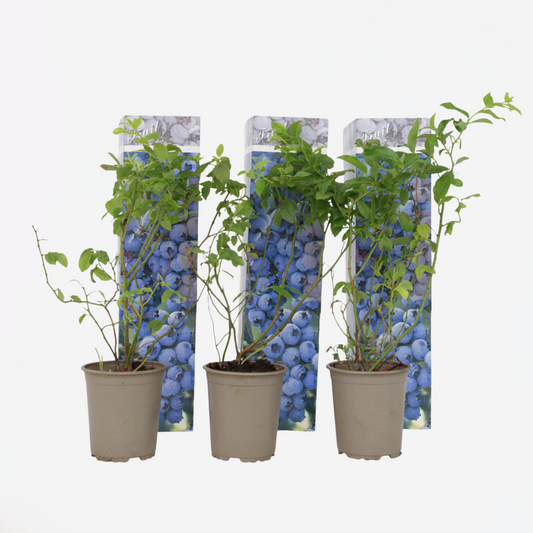Florastore Blaubeere - 3 Stk - Vaccinium Corymbosum 'Sunshine Blue' - Höhe 25-40Cm - ⌀9Cm