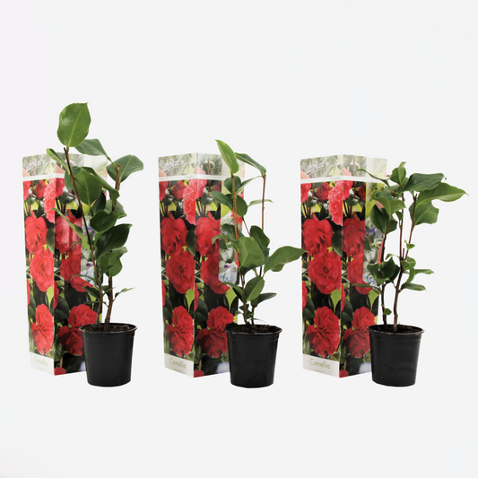Florastore Japanische Rose - 3 Stk - Camellia Japonica Lady Campbell - Höhe 25-40Cm - ⌀9Cm
