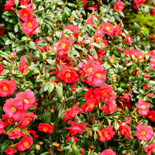Florastore Japanische Rose - 3 Stk - Camellia Japonica Lady Campbell - Höhe 25-40Cm - ⌀9Cm
