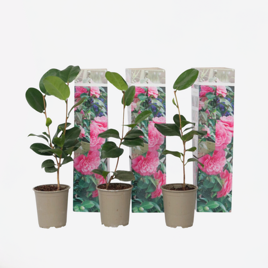 Florastore Japanische Rose - 3 Stk - Camellia Japonica 'Bonomiana' - Höhe 25-40Cm - ⌀9Cm