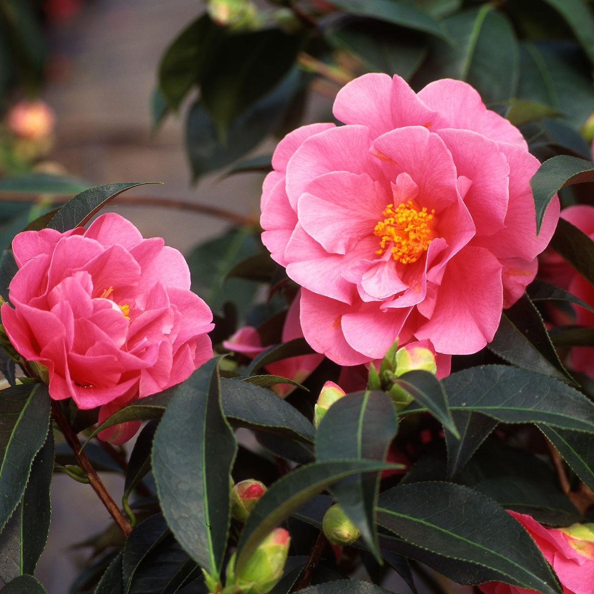 Florastore Japanische Rose - 3 Stk - Camellia Japonica 'Bonomiana' - Höhe 25-40Cm - ⌀9Cm