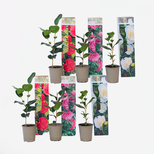 Florastore Japanische Rose - 6 Stk - Camellia Japonica - Höhe 25-40Cm - ⌀9Cm