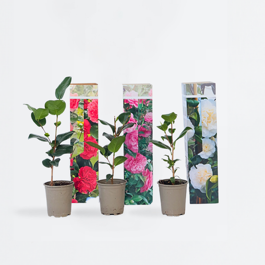 Florastore Japanische Rose - 3 Stk - Camellia Japonica - Höhe 25-40Cm - ⌀9Cm