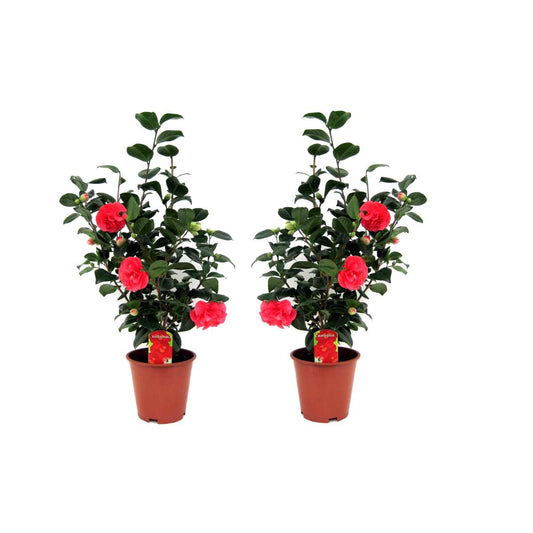 Florastore Japanische Rose - 2 Stk - Camellia Japonica Lady Campbell - Höhe 60-70Cm - ⌀19Cm