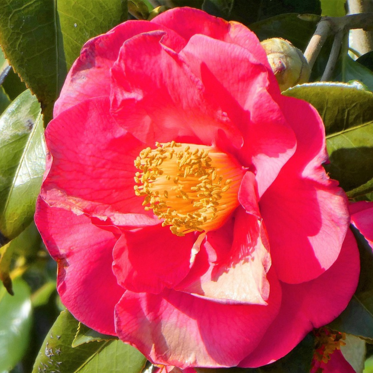 Florastore Japanische Rose - 2 Stk - Camellia Japonica Lady Campbell - Höhe 60-70Cm - ⌀19Cm