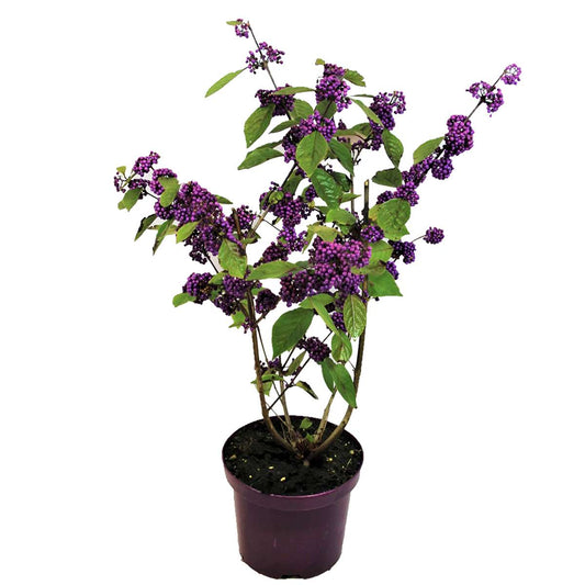 Florastore Liebesperlenstrauch - Callicarpa Bodinieri 'Profusion' - Höhe 50-60Cm - ⌀19Cm
