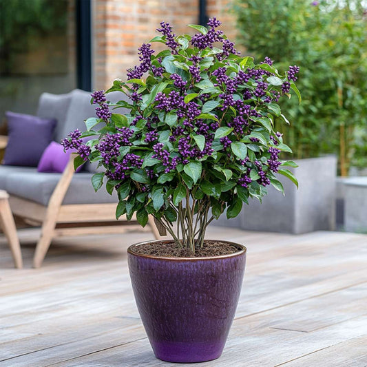 Florastore Liebesperlenstrauch - Callicarpa Bodinieri 'Profusion' - Höhe 50-60Cm - ⌀19Cm