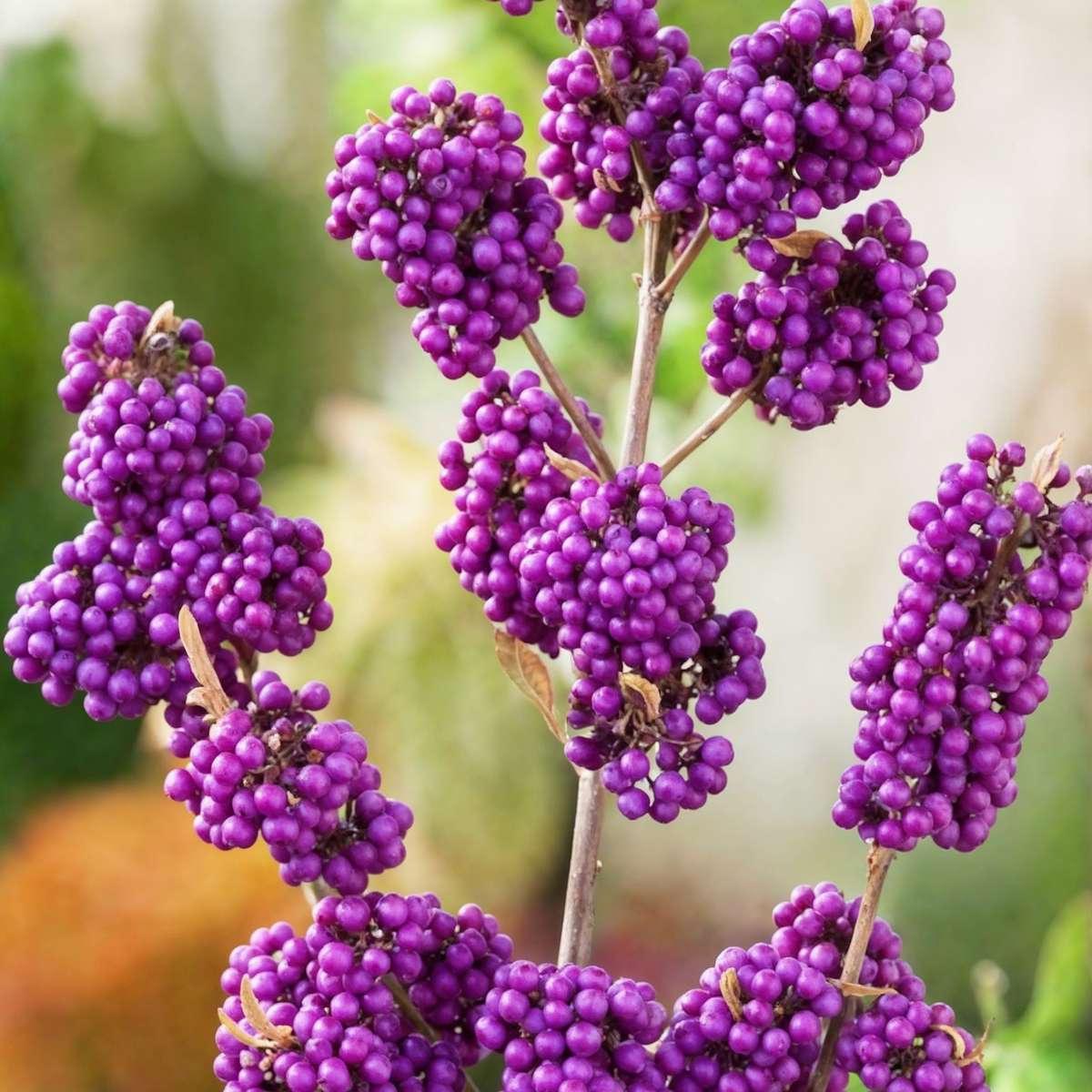 Florastore Liebesperlenstrauch - Callicarpa Bodinieri 'Profusion' - Höhe 50-60Cm - ⌀19Cm