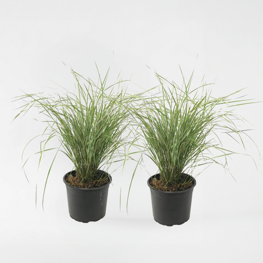 Florastore Reitgras - 2 Stk - Calamagrostis Acutiflora X 'Overdam' - Höhe 20-30Cm - ⌀23Cm