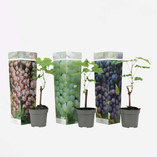 Florastore Traubenpflanze - 3 Stk - Vitis Vinifera - Höhe 25-40Cm - ⌀9Cm