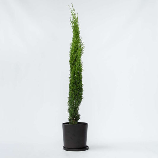 Florastore Mittelmeer-Zypresse - Cupressus Sempervirens - Höhe 70-80Cm - ⌀19Cm