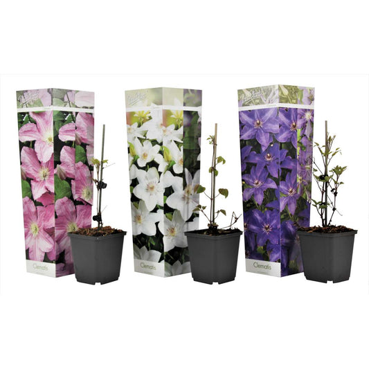 Florastore Klematis - 6 Stk - Clematis Hybrid - Höhe 25-40Cm - ⌀9Cm