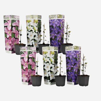 Florastore Klematis - 6 Stk - Clematis Hybrid - Höhe 25-40Cm - ⌀9Cm
