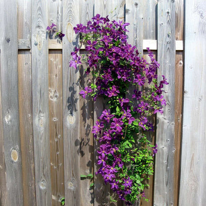 Florastore Klematis - 6 Stk - Clematis Hybrid - Höhe 25-40Cm - ⌀9Cm