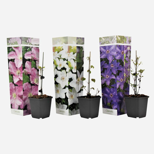Florastore Klematis - 3 Stk - Clematis Hybrid - Höhe 25-40Cm - ⌀9Cm