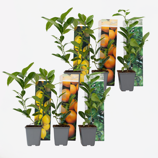 Florastore Zitruspflanzenmischung - 6 Stk - Citrus Limon - Höhe 25-40Cm - ⌀9Cm