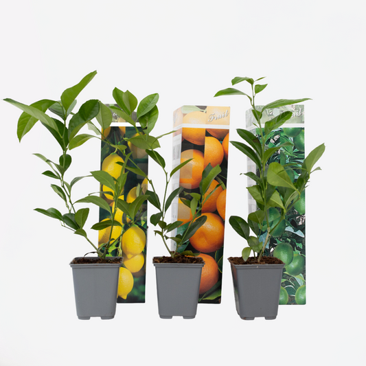 Florastore Zitruspflanzenmischung - 3 Stk - Citrus Limon - Höhe 25-40Cm - ⌀9Cm