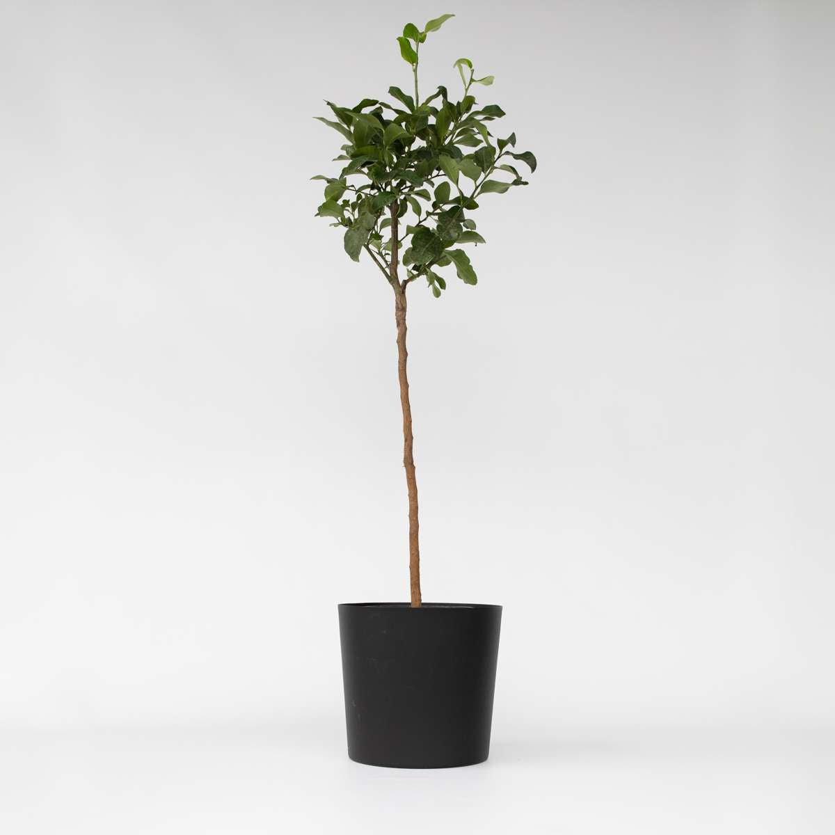 Florastore Zitronenbaum - Citrus Limon - Höhe 100-120Cm - ⌀19Cm