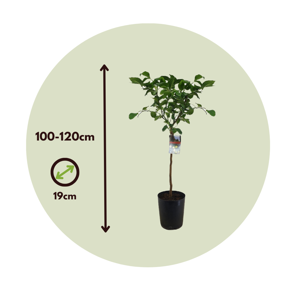 Florastore Zitronenbaum - Citrus Limon - Höhe 100-120Cm - ⌀19Cm
