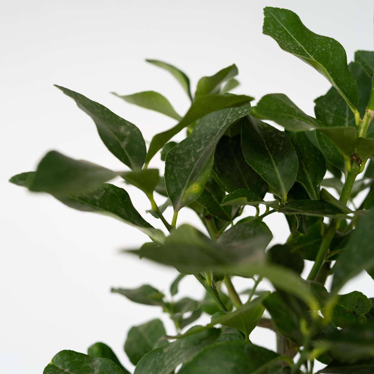 Florastore Zitronenbaum - Citrus Limon - Höhe 100-120Cm - ⌀19Cm