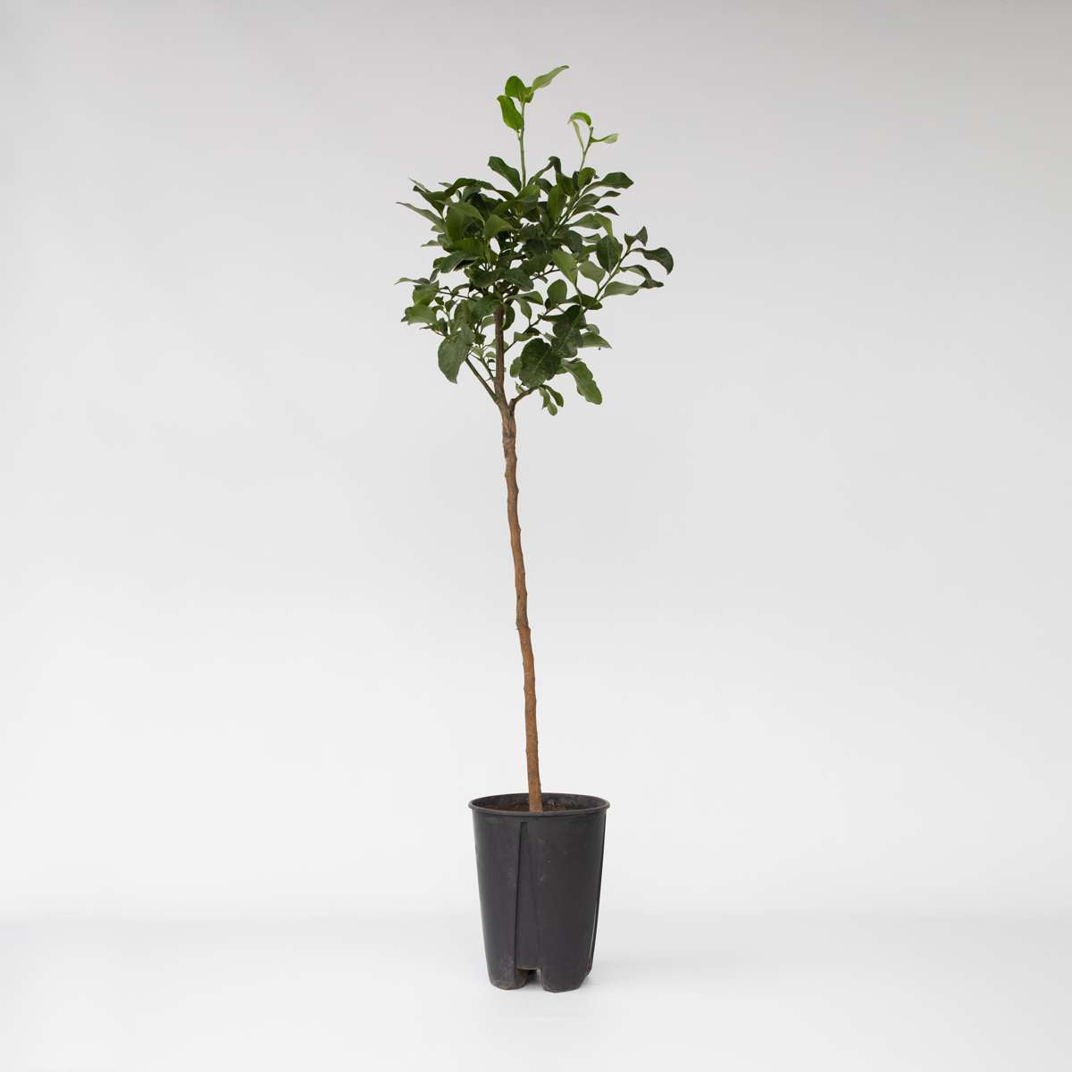 Florastore Zitronenbaum - Citrus Limon - Höhe 100-120Cm - ⌀19Cm