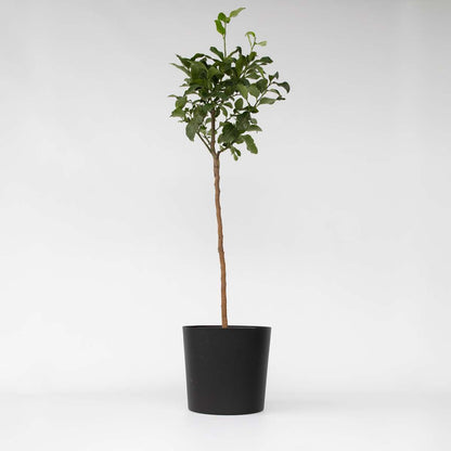 Florastore Zitronenbaum - Citrus Limon - Höhe 100-120Cm - ⌀19Cm