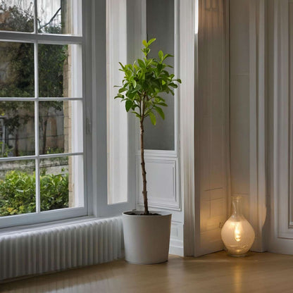 Florastore Zitronenbaum - Citrus Limon - Höhe 100-120Cm - ⌀19Cm