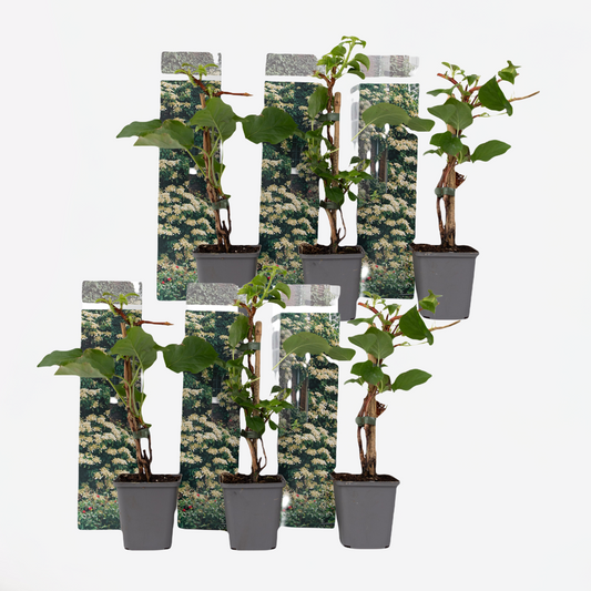 Florastore Hortensie - 6 Stk - Hydrangea Anomale Petiolaris - Höhe 25-40Cm - ⌀9Cm
