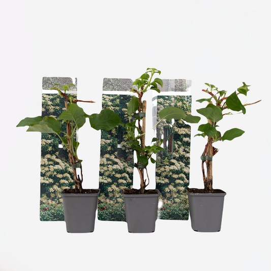 Florastore Hortensie - 3 Stk - Hydrangea Anomale Petiolaris - Höhe 25-40Cm - ⌀9Cm