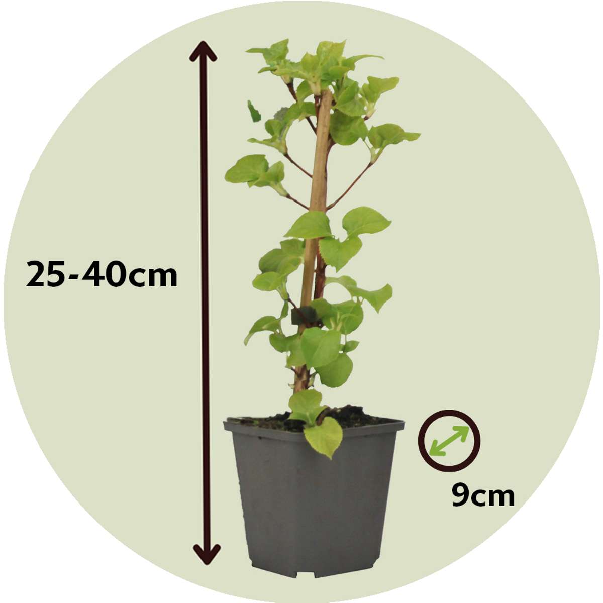 Florastore Hortensie - 3 Stk - Hydrangea Anomale Petiolaris - Höhe 25-40Cm - ⌀9Cm