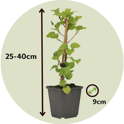 Florastore Hortensie - 3 Stk - Hydrangea Anomale Petiolaris - Höhe 25-40Cm - ⌀9Cm