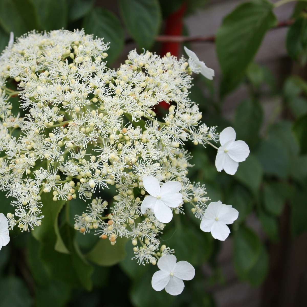 Florastore Hortensie - 3 Stk - Hydrangea Anomale Petiolaris - Höhe 25-40Cm - ⌀9Cm