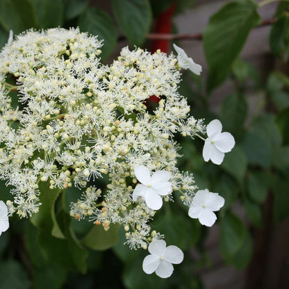 Florastore Hortensie - 3 Stk - Hydrangea Anomale Petiolaris - Höhe 25-40Cm - ⌀9Cm