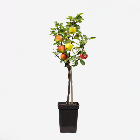 Florastore Apfelbaum Mit 3 Apfelsorten In Einem Baum - Höhe 60-70 Cm - Topf 17Cm