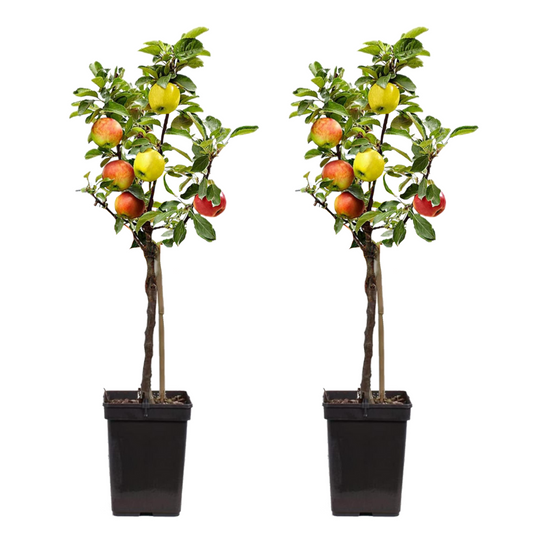 Florastore Apfelbaum Mit 3 Apfelsorten In Einem Baum - 2Er Set - Höhe 60-70 Cm - Topf 17Cm