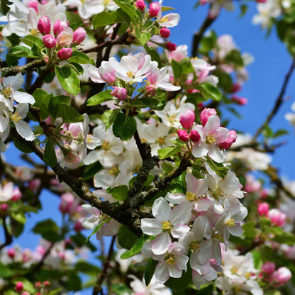 Florastore Apfelbaum Mit 3 Apfelsorten In Einem Baum - 2Er Set - Höhe 60-70 Cm - Topf 17Cm