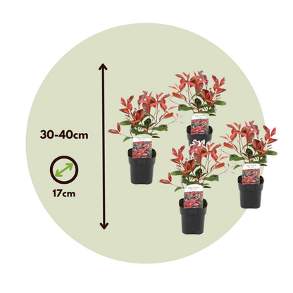 Florastore Glanzmispel - 6 Stk - Photinia Fraseri 'Red Robin' - Höhe 30-40Cm - ⌀17Cm
