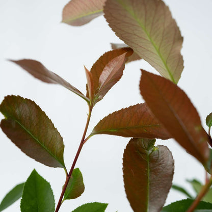Florastore Glanzmispel - 6 Stk - Photinia Fraseri 'Red Robin' - Höhe 30-40Cm - ⌀17Cm