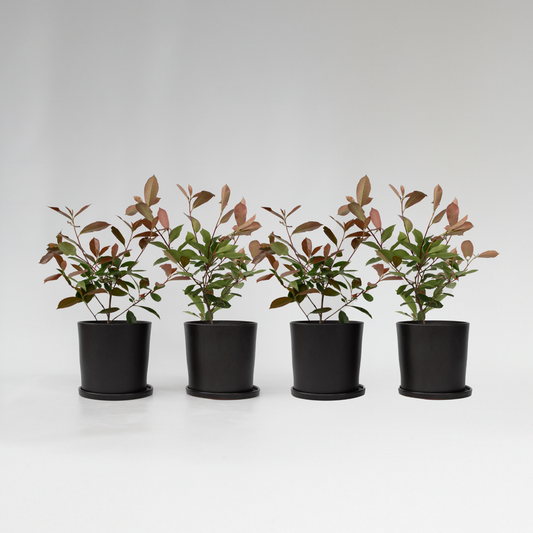 Florastore Glanzmispel - 4 Stk - Photinia Fraseri 'Red Robin' - Höhe 30-40Cm - ⌀17Cm