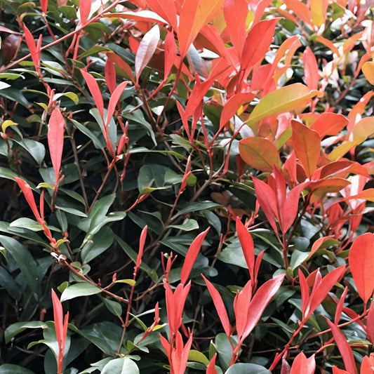 Florastore Glanzmispel - 4 Stk - Photinia Fraseri 'Red Robin' - Höhe 30-40Cm - ⌀17Cm