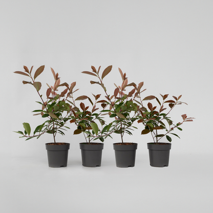 Florastore Glanzmispel - 4 Stk - Photinia Fraseri 'Red Robin' - Höhe 30-40Cm - ⌀17Cm