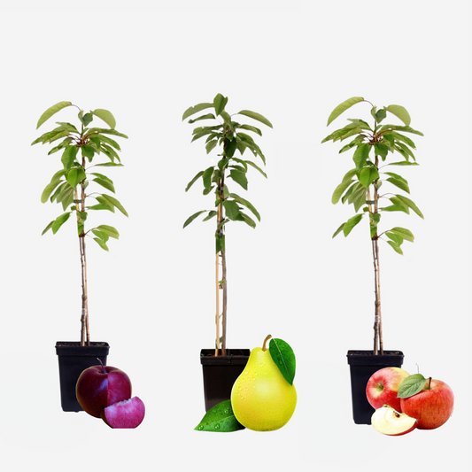 Florastore Fruchtsäulen - 3 Stk - Apfel, Birne - Höhe 60-70Cm - ⌀9Cm