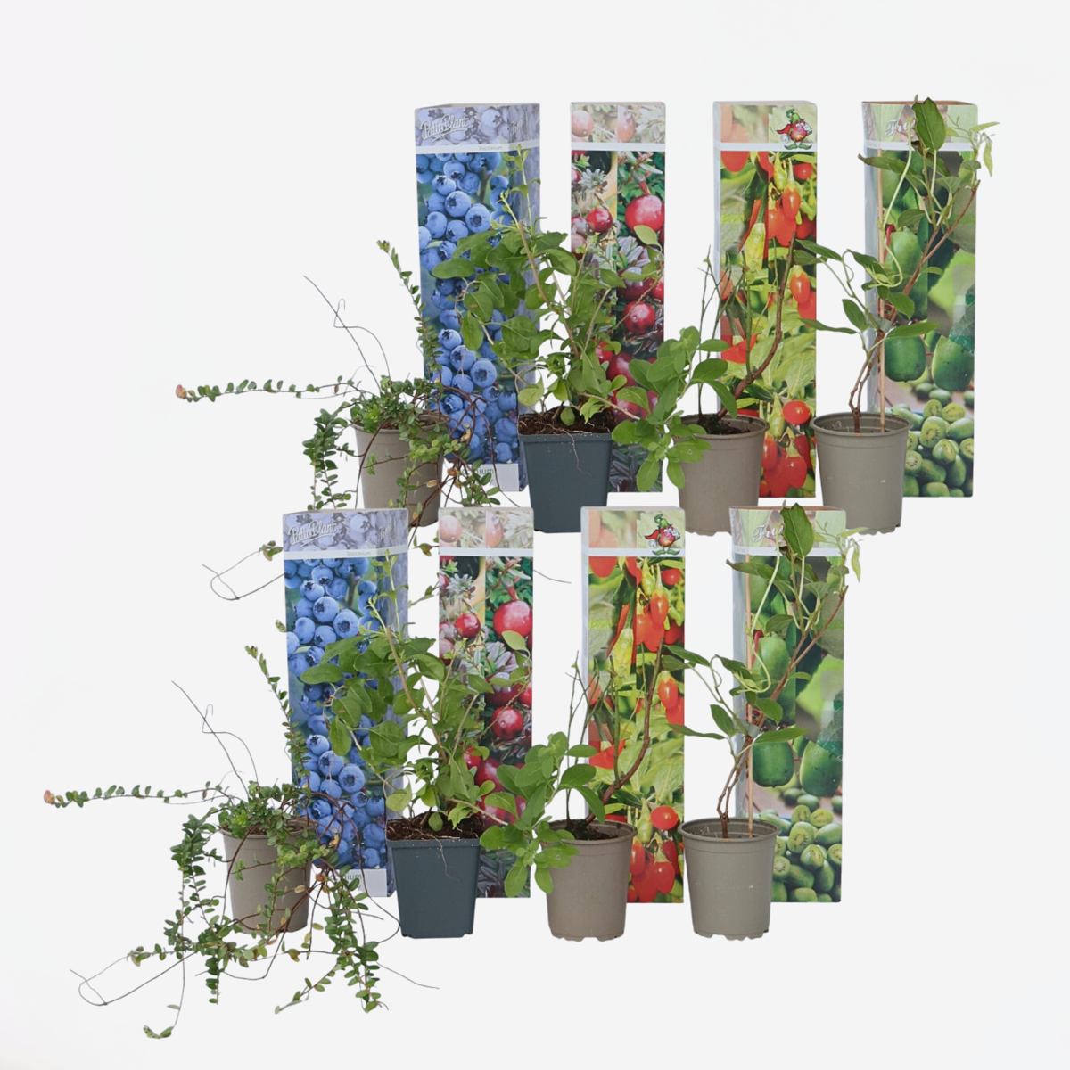 Florastore Mischung Obstpflanzen - 8 Stk - Actinidia Vaccinium Lycium - Höhe 25-40Cm - ⌀9Cm
