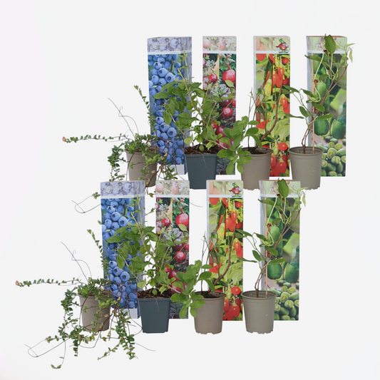 Florastore Mischung Obstpflanzen - 8 Stk - Actinidia Vaccinium Lycium - Höhe 25-40Cm - ⌀9Cm