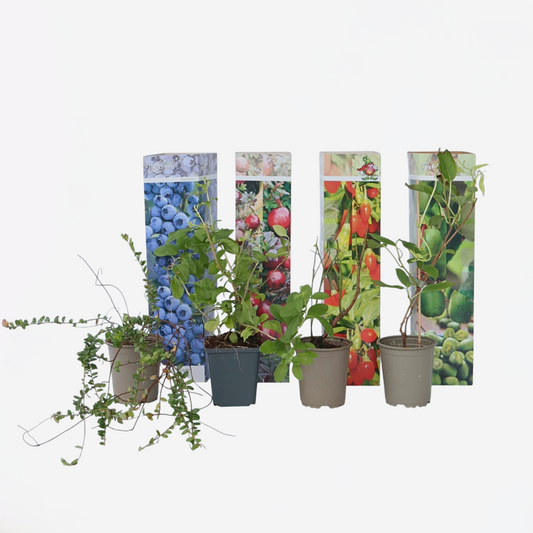 Florastore Mischung Obstpflanzen - 4 Stk - Actinidia Vaccinium Lycium - Höhe 25-40Cm - ⌀9Cm