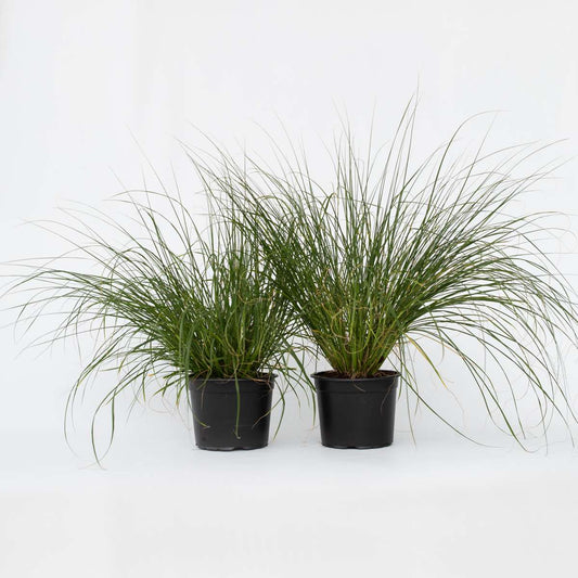 Florastore Lampenputzergras - 2 Stk - Pennisetum 'Hameln' - Höhe 20-30Cm - ⌀23Cm