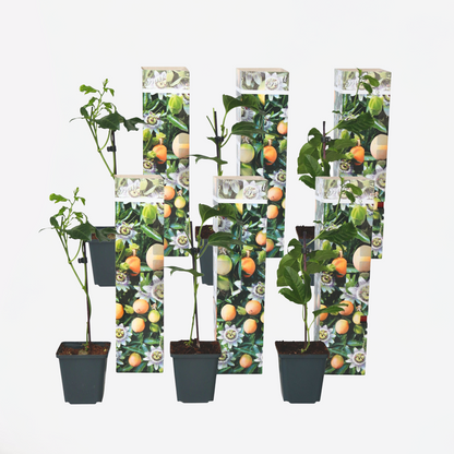 Florastore Passionsblume - 6 Stk - Passiflora Edulis 'Frederick' - Höhe 25-40Cm - ⌀9Cm